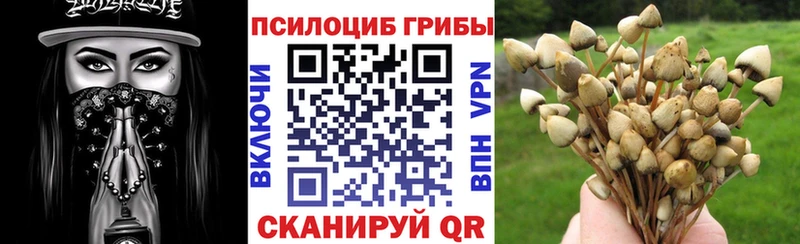 где найти наркотики Магас Галлюциногенные грибы Psilocybine cubensis